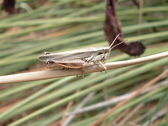 Spotting Image 1