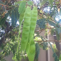 Mimosa tree