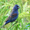 Blue Grosbeak