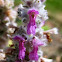 Lamb's Ear