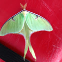 Luna moth.
