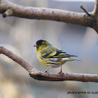 Eurasian Siskin