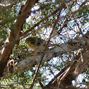 Yellow-rumped Warbler