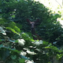 Blacktail deer