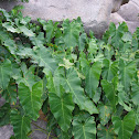 Desconhecida
