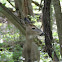 White-tailed Deer