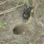 ground-nesting bee