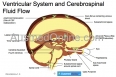 Ventricular System and Cerebrospinal Fluid