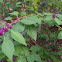 American beautyberry