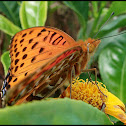 Indian Fritillary
