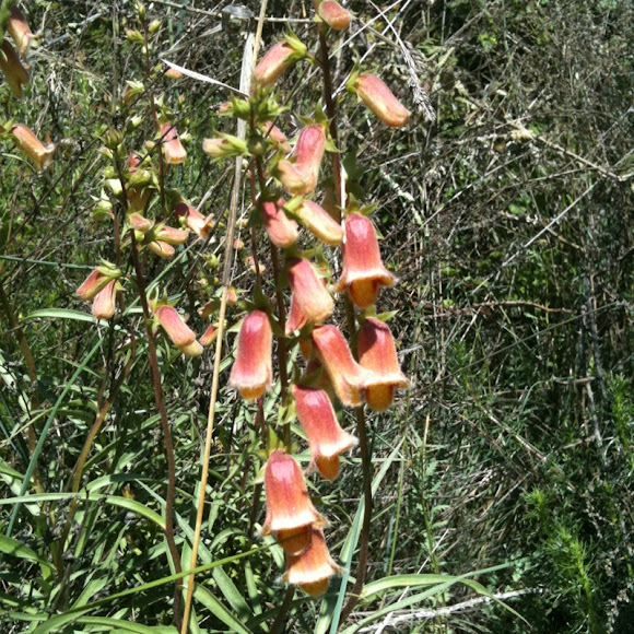 Spotting Image 1