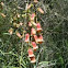 Digitalis obscura