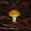 Mushroom