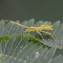 Bug