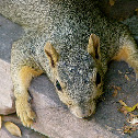 Gray Squirrel