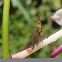 lantern fly