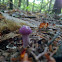 fungi