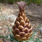 San Juan or Pineapple Carxofeta