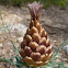 San Juan or Pineapple Carxofeta
