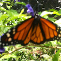 Monarch