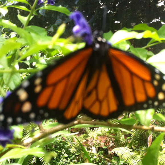 Spotting Image 1