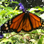 Monarch
