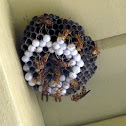 Paper Wasp