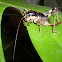Bush Cricket