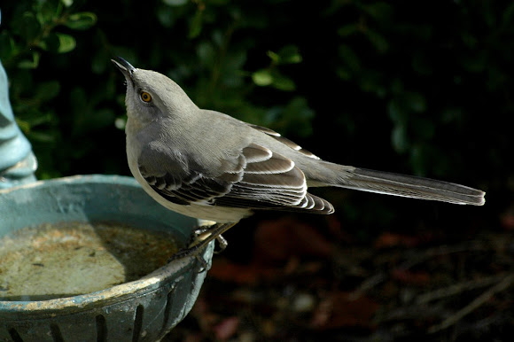 Spotting Image 1