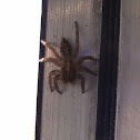 Pantropical Jumping Spider (Female)