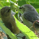 Bushtit