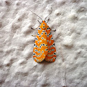 Crotalaria pod borer