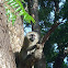 Vervet Monkey