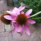 Purple Cone flower