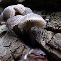 unknown Mycena sp?