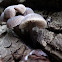 unknown Mycena sp?