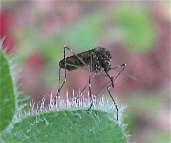 Spotting Image 1