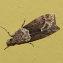 Moth