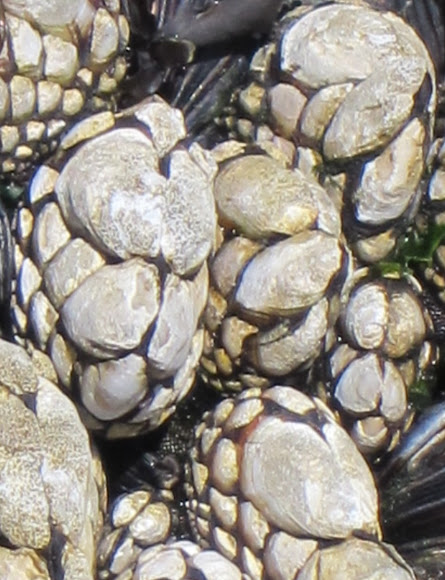 Spotting Image 1