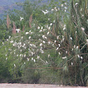 garza bueyera-  cattle egret