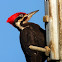 Pileated Woodpecker