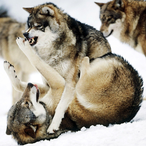 Вовки Живі Шпалери.apk 1.0