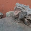 Lizard