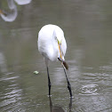 Great Egret