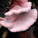 Phlebia incarnata