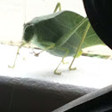 Katydid, Tettigoniidae