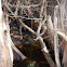 Florida Banded Watersnake