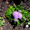 Ageratum in bloom