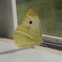 Clouded Sulfur