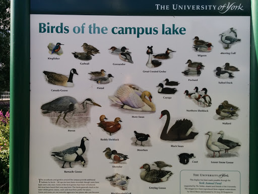 Bird of The Campus Lake Information Sign